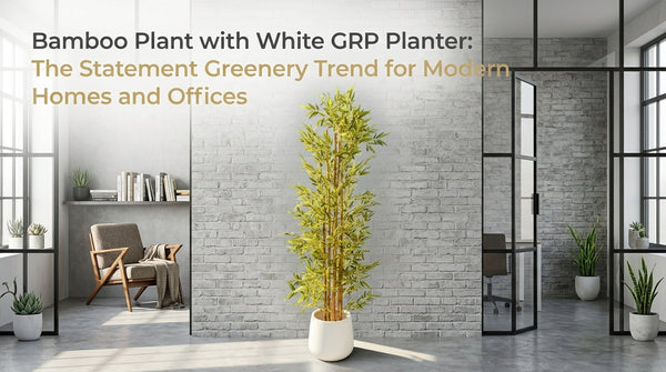 Bamboo Plant with White GRP Planter: The Statement Greenery Trend for Modern Homes and Offices