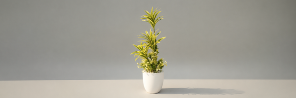 Plants for Home Decoration in Pakistan | Mmall