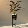 Red Birds of paradise plant with Matt black pot premium Quality medium size