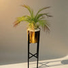 Areca Palm with Gold pot iron stand premium Quality medium size