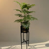 Papaya Plant with Sine black Stainless steel Pot iron stand premium Quality Medium