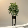 Chico Plant Premium Quality Shine Black Premium Quality pot iron stand