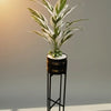 Birds of paradise plant Premium Quality With Matt black pot iron stand Large size