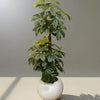 Chico Plant Premium Quality Plant with Round GRP Planter Large size