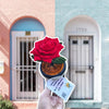 Crochet Rose Pot