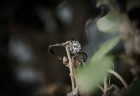 Stylish Zircon Ring