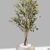 Olive Plant with Round GRP Planter Premium premium Quality  Height 5.9 Ft