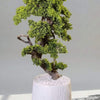 Bonsai Plant With Premium Quality line GRP Planter 5ft Height