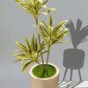 Drycena Plant with U Shape Planter Height 2.8