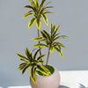 Drycena Plant with U Shape Planter  Height 2.8 ft