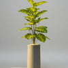 Tiffanbagia plant with GRP Planter Premium Quality