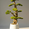 Bonsai Tree Premium Quality with White GRP Planter