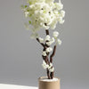FRC Stone Planter Premium Quality Blossom Plant