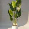 Large Size Banana Plant with GRP Planter
