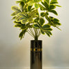 Smoke Gry Cylinder With Chico Plant