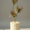 Dracaena Small plant with FRC Stone Planter