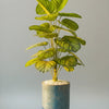 Tiffanbagia plant with GRP Planter