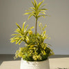 Dracaena With GRP Pot Unbreakable